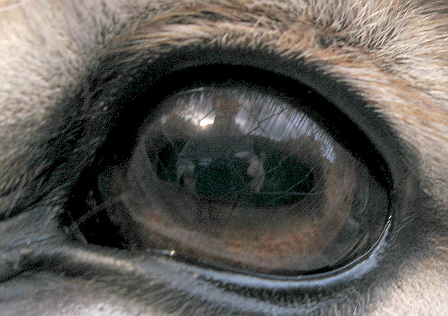 La bellezza  nell''occhio di chi guarda....